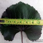 murphysgreenery.com.138.05132016